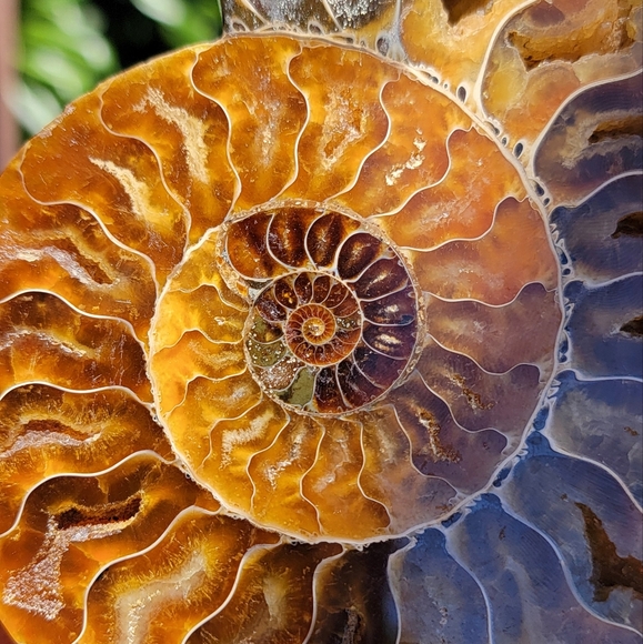 NEW 4.75" x 5.75" MADAGASCAR AGATIZED AMMONITE FOSSIL - Picture 6 of 16